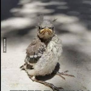 Meet your Posher, Misty